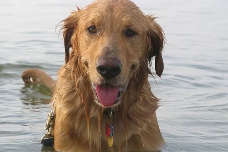 Major, enjoying a swim.