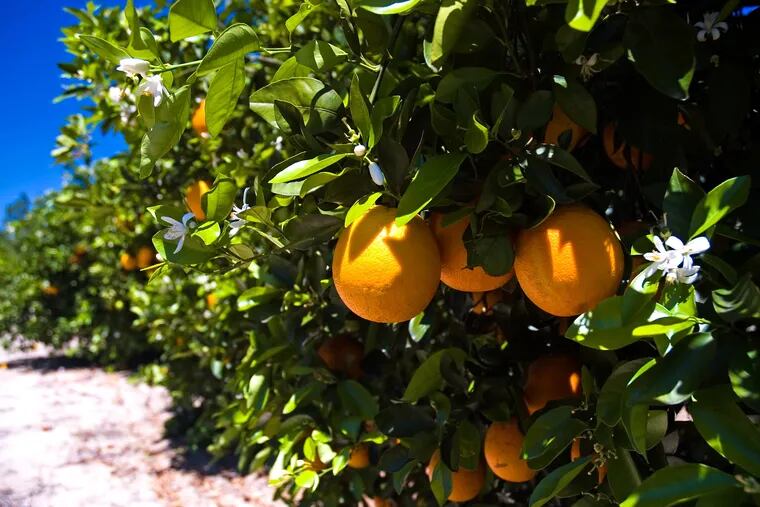 As Florida citrus fades, farmers diversify with a store, a maze, and new crops
