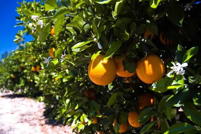 A Florida citrus grove. Hundreds of thousands of commercial citrus acres in Florida have disappeared with greening and urbanization.