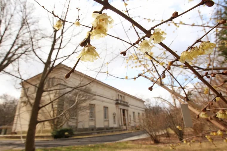 The Barnes’ Merion campus, framed by a spring-blooming wintersweet from the horitcultural gardens.