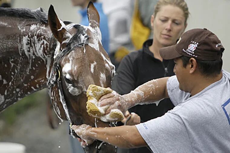 Belmont hopeful Big Brown is washed by a groomsman as exercise rider Michelle Nevin looks on after the horse's workout Friday at Belmont Park in Elmont, N.Y. Big Brown, running in today's Belmont Stakes, will attempt to be the first horse in 30 years since Affirmed to win the Triple Crown. (AP Photo/Julie Jacobson)