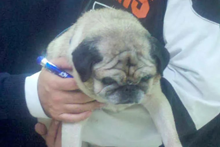 Pugsly is held by Donna Franchetti, who adopted the little dog.