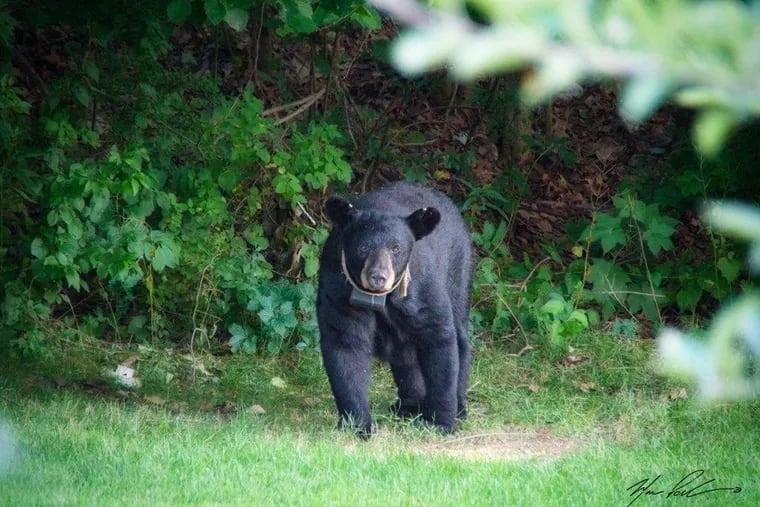 A radio-collared black bear in Hardystone Township, Sussex County.