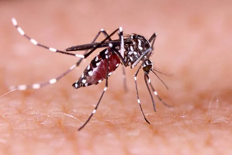 Can a mosquito spread COVID-19? Experts say there's no evidence to suggest that's possible.