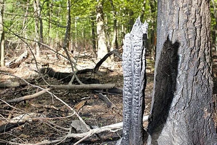 A charred tree trunk serves as a reminder of the fire at French Creek State Park. Though more than 700 acres burned, a Penn State professor says the blaze may benefit the forest. (Ed Hille / Staff Photographer)