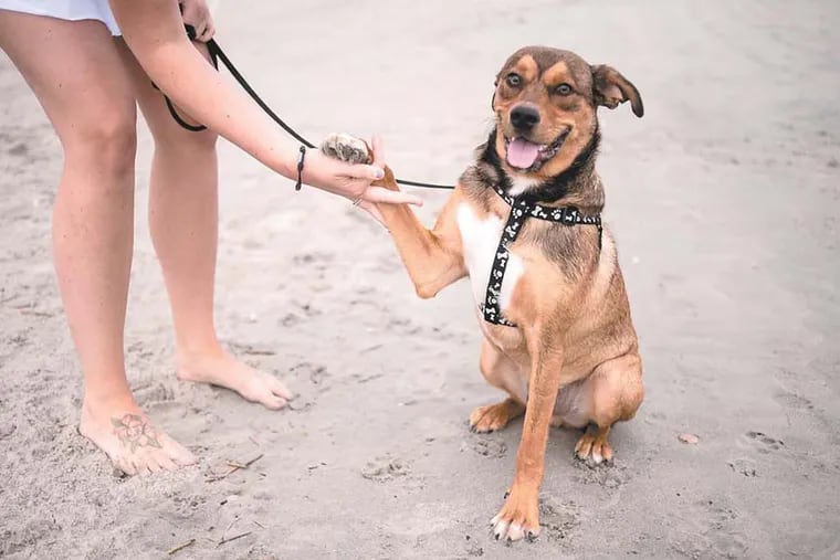 Lucky, a lab-German shepherd mix owned by Amanda Morrell of Franklinville, enjoys the Wildwood beaches.