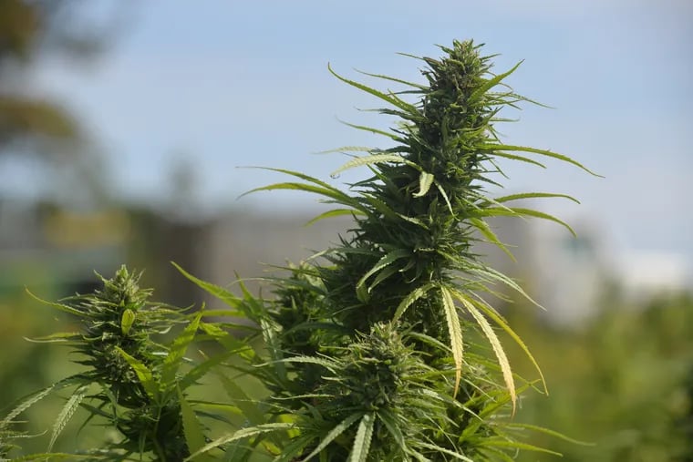 Hemp plants growing in Lancaster County. In Western Pennsylvania, the state DEP ordered a drying facility to cease-and-desist after neighbors complained about the smell. (Photo by Bob Williams For The Inquirer)
