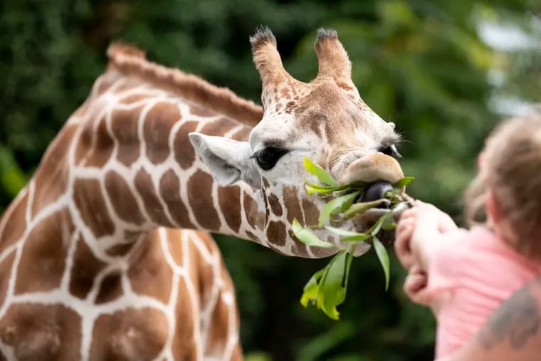 Mariah Wetherby, 4, and Tyler Wetherby, of Pitman, New Jersey, feed a giraffe at the new giraffe feeding encounter at the Philadelphia Zoo.