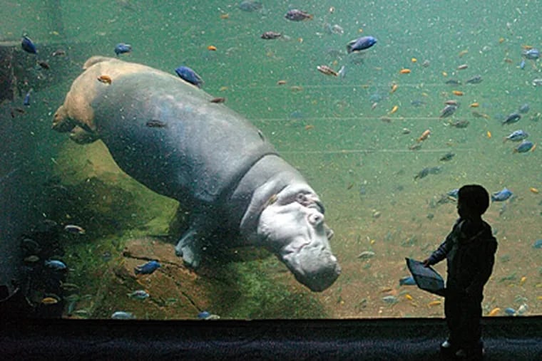 Coming face-to-face with a hippo is pretty cool in Adventure Aquarium's West Africa River Exhibit. The exhibit was paid for with funds given to the aquarium in the state take-over of Camden in 2002.(Clem Murray / Staff Photographer )