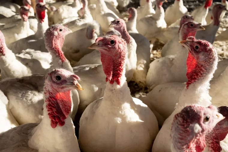 Turkeys on a farm in Orefield, Pa., on Nov. 10, 2021. Since 2022, avian flu has affected millions of birds in the state.
