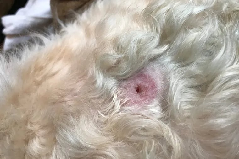 Bite marks allegedly left on Julie Hughes' dog, Lily, by one of Taffet's dogs.