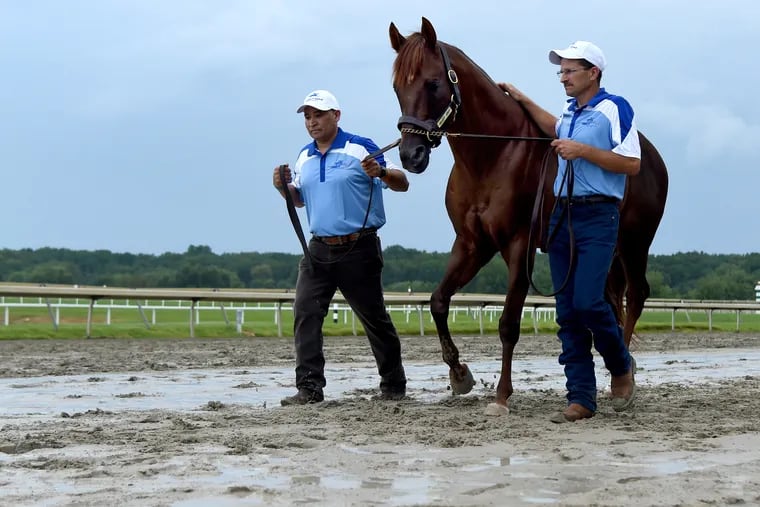Smarty Jones, the 2004 Kentucky Derby and Preakness champion, is paraded along the stretch as he makes his first appearance at the Parx race track in 15 years.
