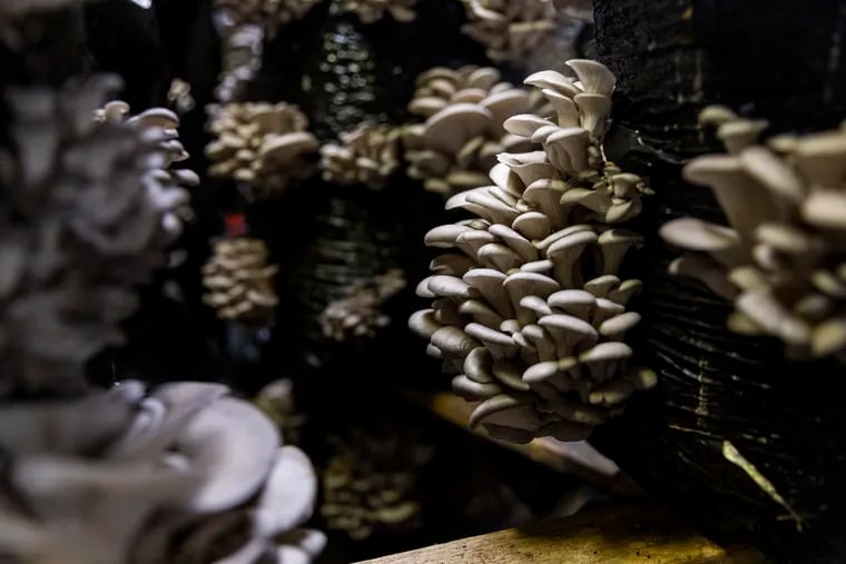 Oyster mushrooms blooming inside a growhouse at Phillips Mushroom Farm in Kennett Square.