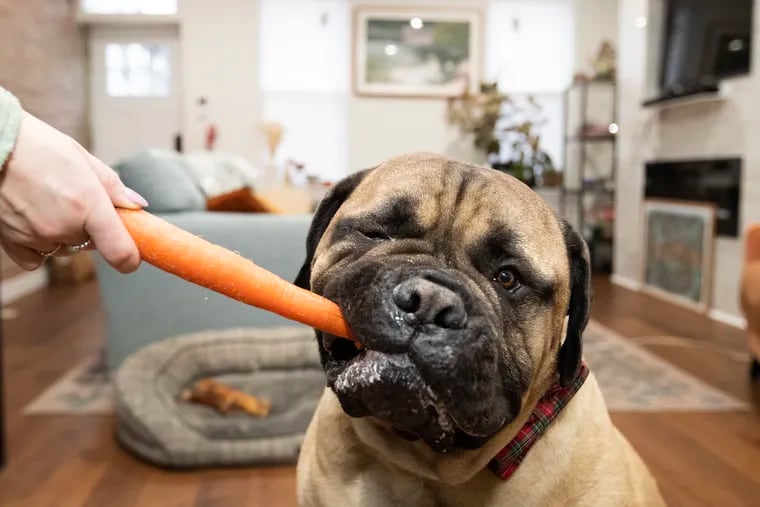 Ralphie, an overweight bullmastiff, has lost about 10 pounds but he has a good bit left to go. Healthy treats like carrots are now used to reward him.
