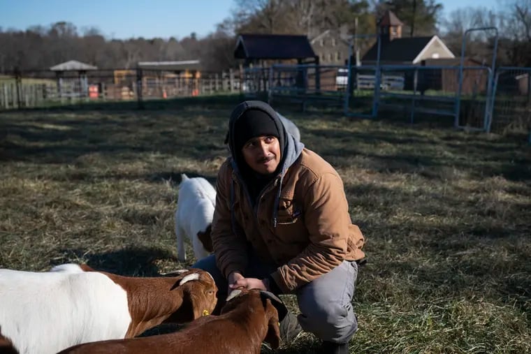 Farmer Fernando Rodriguez checks on his goats at Fox Chase Farm.