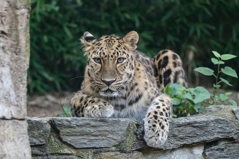 The Philadelphia Zoo will be vaccinating high-risk animals like Nelkan, a 15-year-old Amur leopard, against COVID-19.