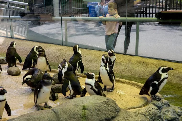Three year old Joey Tropea watches the rare African penguins which are back on display in a new outdoor landscape that more closely mimics their natural environment, at the Adventure Aquarium in Camden.