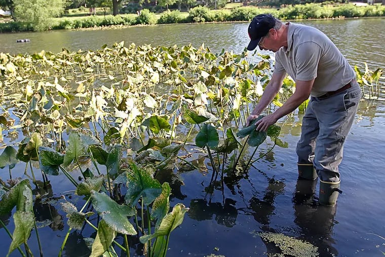Mike Haberland, aquatic ecologist, visually checks a spatterdock plant to check for water lily beetle infestation in Newton Lake. MICHAEL BRYANT / Staff Photographer