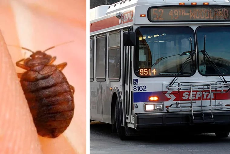 A photo of a bedbug. A viral photo claiming to have caught bedbugs on a SEPTA bus sparked complaints.