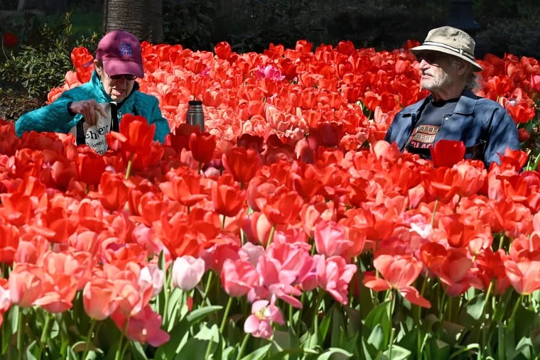 Bonny Hohenberger and Nathan Farbman (right) of Center City sit among the blooming tulips on the B.F. Parkway on Sunday. The region enjoyed its first rain-free weekend in 2 months.