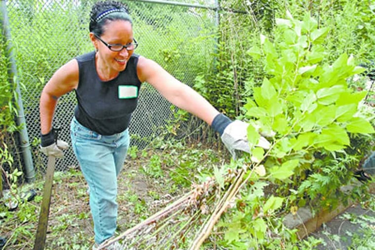 Lucita Rivera, a nutrition educator with the Health Promotion Council's Eat Right Now program, helps clear a stretch of weeds behind the Luis Munoz-Marin ES. Ms. Rivera learned how to wield a machete while growing up on a farm in Puerto Rico cutting sugar cane. ( Clem Murray / Staff Photographer )