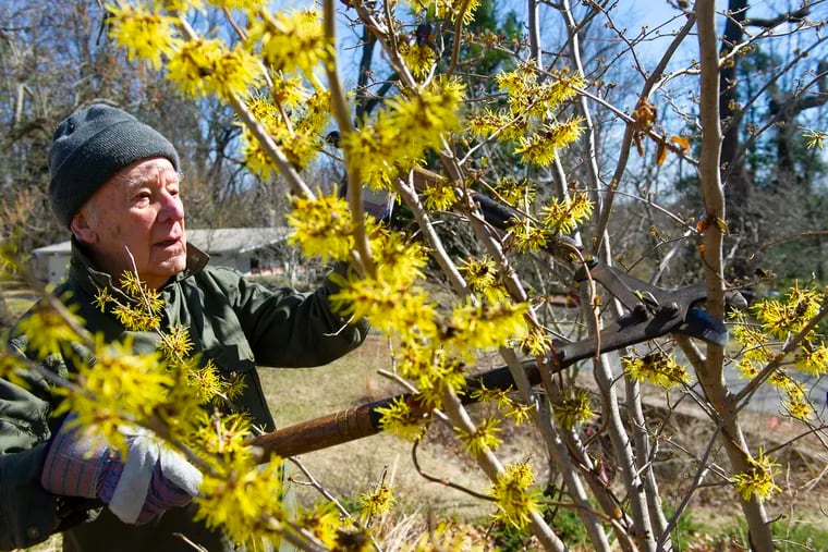 Founder and Director of the Unitarian Universalist Church in Cherry Hill's arboretum, Ken Arnold, 94, of Oaklyn, prunes a witch hazel shrub as he and other church members take part in a spring cleanup March 16.