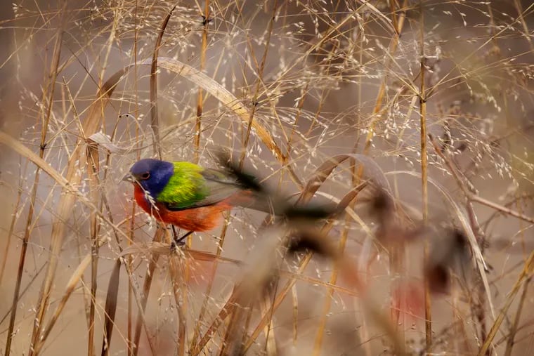 Rarely seen in Philly, a vibrant painted bunting snacks on switchgrass in a vacant lot near Bartram's Garden. The bird's arrival has caused a flutter of excitement among local birding groups.