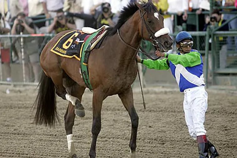 Memories of Barbaro's ill-fated Preakness run are still fresh for many horse racing fans. (AP file photo)