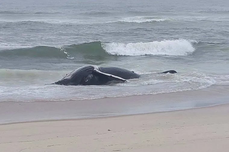 The Marine Mammal Stranding Center in Brigantine reported a dead 20- to 30-foot-long humpback whale had washed ashore on Thursday at 51st street in Long Beach Township, N.J.