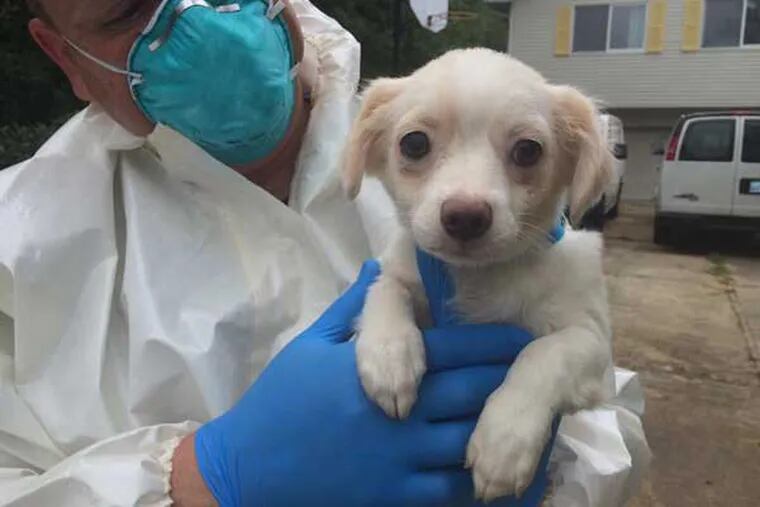 Nearly 300 puppies were rescued from a New Jersey home.
