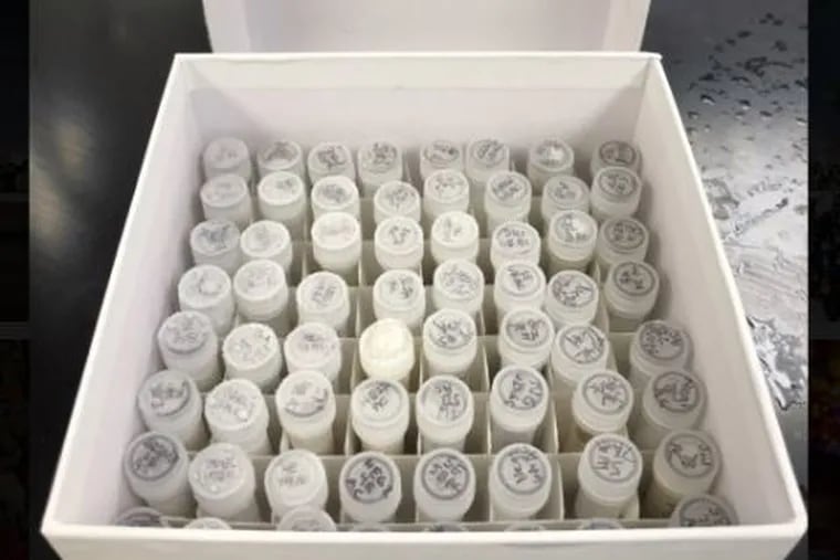 Frozen wastewater samples from the omicron surge in winter 2022 stored at Temple University to analyze the presence of COVID-19 because the city didn't have a wastewater testing program in place at the time.