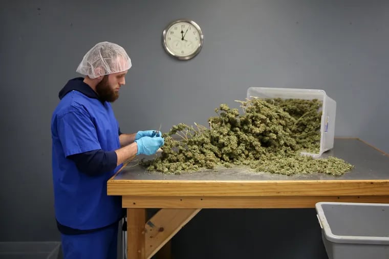 A grower processes marijuana at a dispensary in Egg Harbor Township, N.J.
