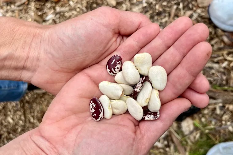 Two types of lima bean seeds are passed around on planting day at one of People's Kitchen community garden plots in Southwest Philly.