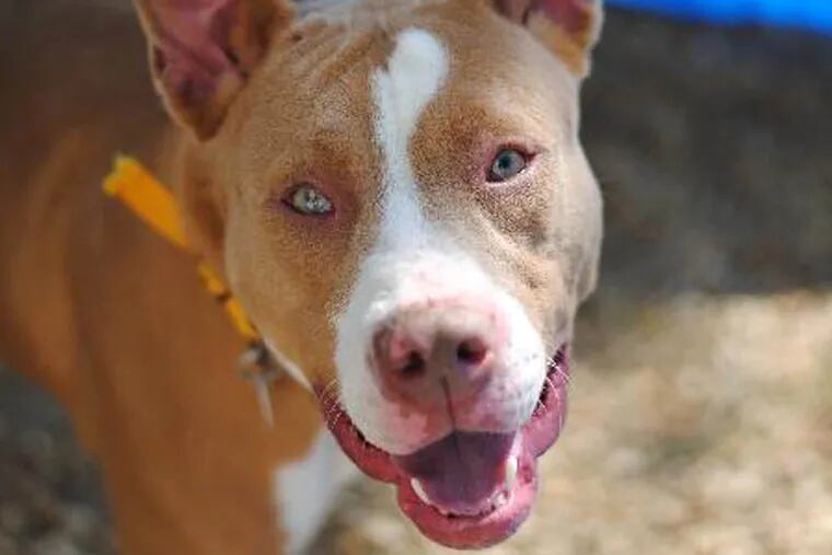 Allison is a Pit Bull Terrier mix about 1-2 years old.