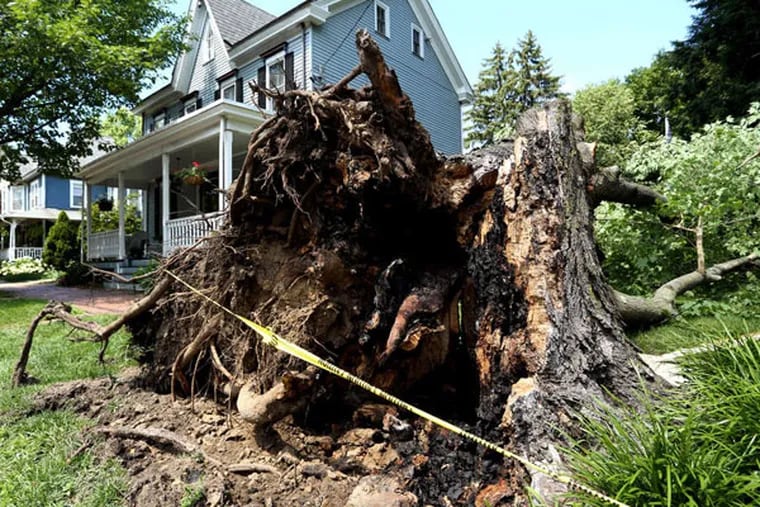 A fallen tree in front of a house on Potter Street in Haddonfield last month. (PAIGE OZAROSKI HAEDO/For The Inquirer)