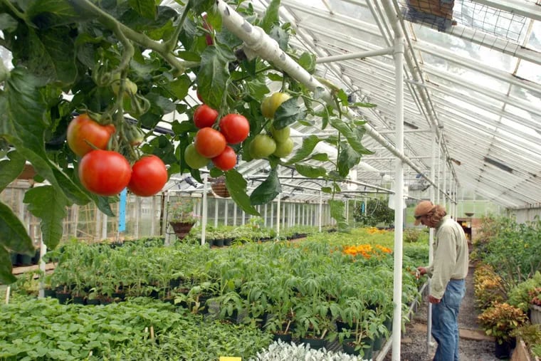 Perennial tomatoes growing in the greenhouse at Rodale.