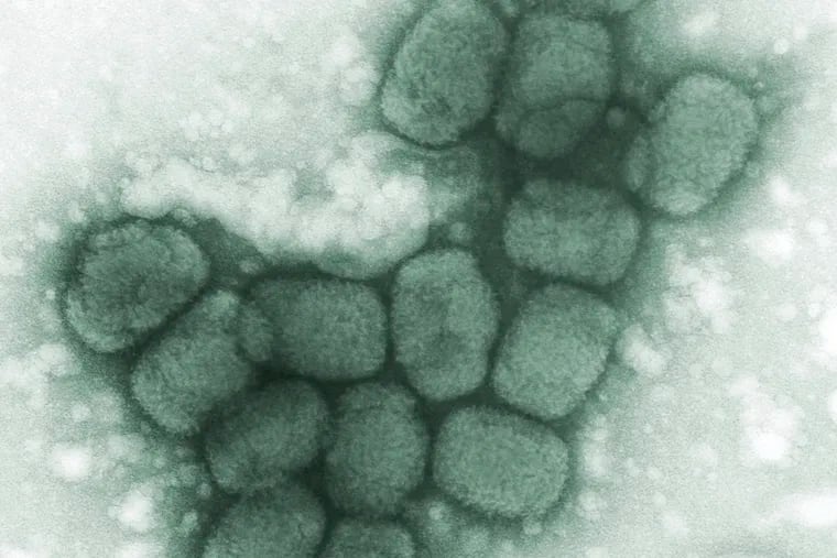 This 1975 microscope image made available by the Centers for Disease Control and Prevention shows a cluster of smallpox viruses. On Friday, July 13, 2018, U.S. regulators announced the approval of the first treatment for smallpox _ a deadly disease that was wiped out four decades ago _ in case the virus is used in a terror attack. (Fred Murphy/CDC via AP)