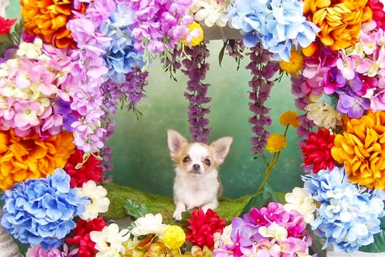 Gaia, one of the five Chihuahuas of fur dads Eriberto Figueroa and Roberto Negrin poses for Negri's Instagram page. He is an "award-winning" pet fashion designer who creates elaborate costumes for tiny dogs. His doggy designs range from Princess Di to Poison Ivy. The dogs often serve as his models.