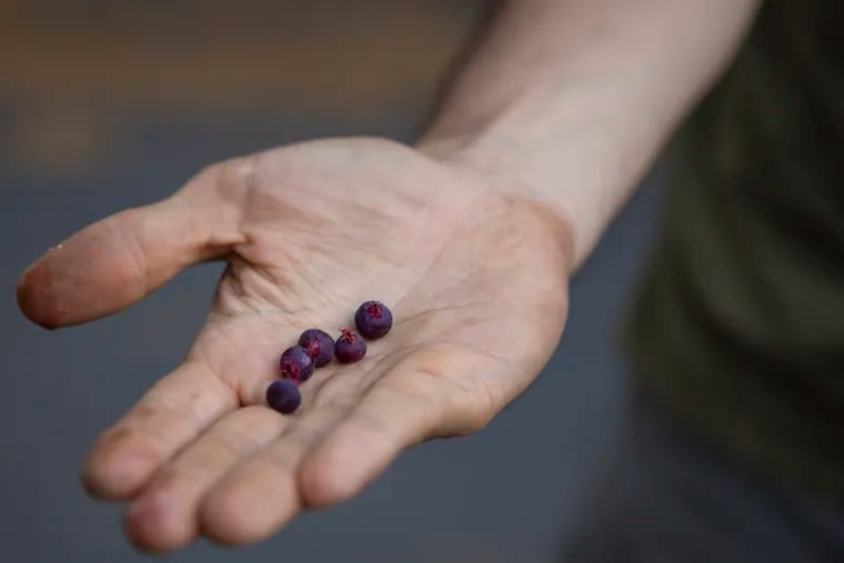 Michael Muehlbauer, of the Philadelphia Orchard Project, holds out serviceberries that he picked from the bushes in front of the South Philadelphia Older Adult Center. It's Juneberry harvest season in the city, and the Philadelphia Orchard Project is one of several organizations throughout the city that helps grow and maintain orchids.