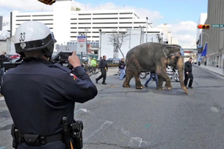 Police stopped traffic (and grabbed a photo) as Dutchess, a 52 year old, 4.5 ton Asian elephant with the Ringling Bros. and Barnum & Bailey Circus, crossed Pacific Avenue in Atlantic City while the circus was in town in April. (FILE: TOM GRALISH/Staff Photographer)