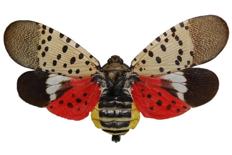 Adult Spotted Lanternfly with wings spread showing colorful hind wing. Photo by  Holly Raguza, Pennsylvania Department of Agriculture