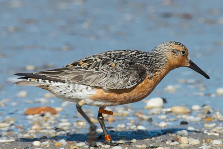A red knot, also know as a "moon bird," spotted Sunday, May 25, 2014, at Reeds Beach, N.J. (Photo courtesy of Allan Baker)