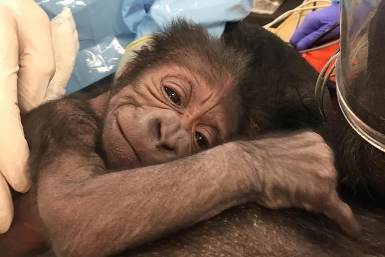 Kira, the a 17-year-old Western lowland gorilla successfully delivered a healthy five pound baby boy on Friday, the Zoo announced Tuesday.