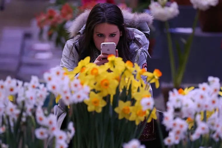 Carolyn Brown, of Philadelphia, takes a photo of daffodils at the Philadelphia Flower show in 2016. Yes, it's a little early to be thinking this big, and this year's event isn't until June, but it is getting warmer out there.
