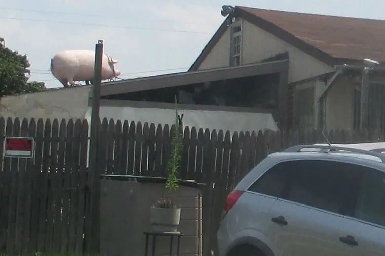 Large plastic pig Michael Koff put on the roof of his home at 9611 Hayden Street in the Northeast.