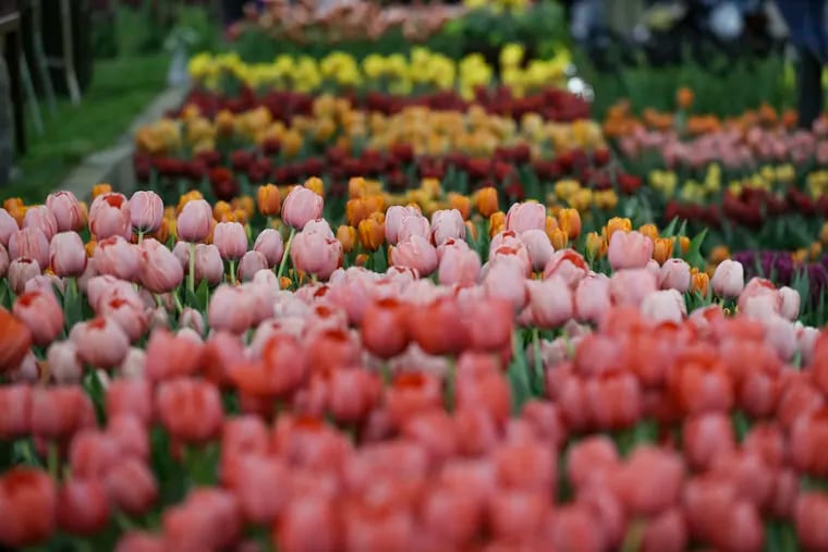 A row of tulips by Jacques Amand International are on display at last year's flower show. That time of year is coming real soon.
