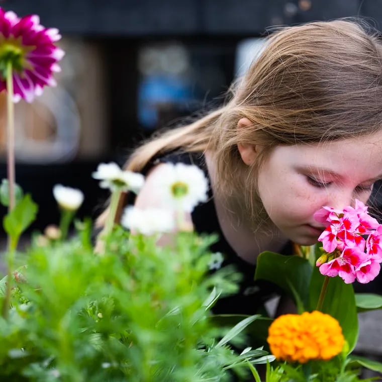 Violet Cronauer, 5, of Ridley smells the flowers her family purchased as a Mother's Day gift for her mother on May 11, 2024 at Miller's Greenhouses in Wallingford, Delaware County.  The family annually comes here.