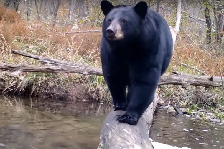 A black bear pauses on a log in one of Robert Bush Sr.'s videos he films at an undisclosed location in rural Central Pennsylvania.
