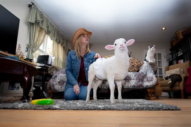 Laurie Zaleski owner of Funny Farm Rescue & Sanctuary is photographed with her blind lamb inside her home at her farm in Mays Landing, N.J. Tuesday, March 1, 2022. The farm has around 600 animal rescues.