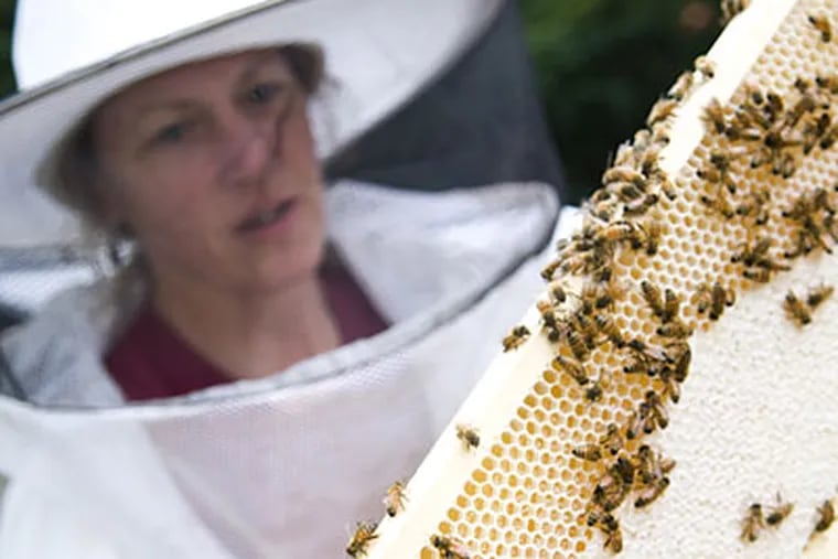 Suzanne Matlock inspects a bee-covered slat from her hive. (Kriston J. Bethel / Staff Photographer)